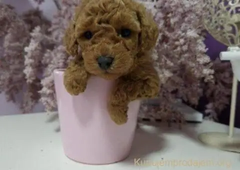 Toy pudle maleni mečići spremni za preuzimanje - 1/6