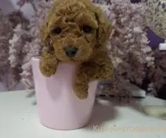 Toy pudle maleni mečići spremni za preuzimanje