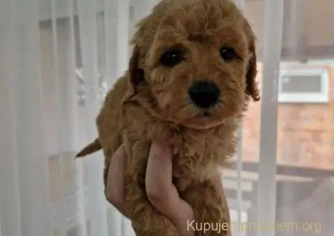 Toy pudle maleni mečići spremni za preuzimanje - 2/6