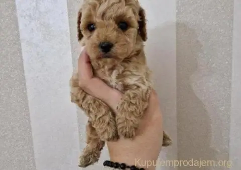 Toy pudle maleni mečići spremni za preuzimanje - 3/6