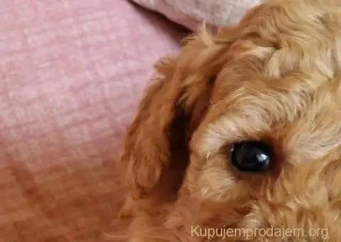 Toy pudle maleni mečići spremni za preuzimanje - 4/6