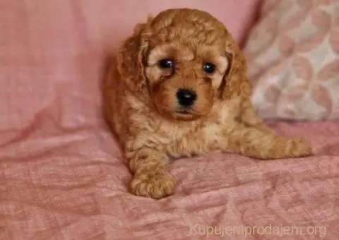 Toy pudle maleni mečići spremni za preuzimanje - 5/6