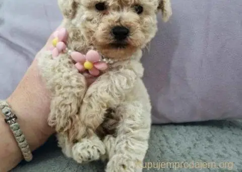 Toy pudle maleni mečići spremni za preuzimanje - 6/6