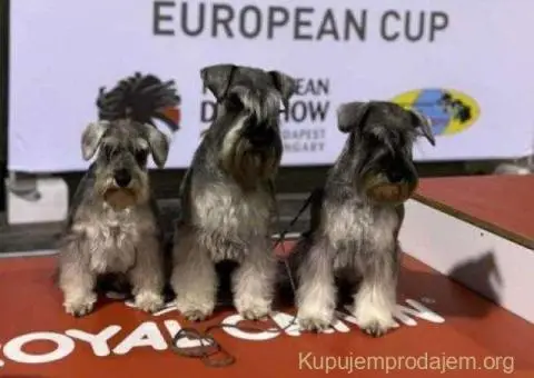 Patuljasti ŠNAUCERI biber so - 1/6