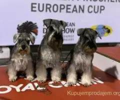 Patuljasti ŠNAUCERI biber so