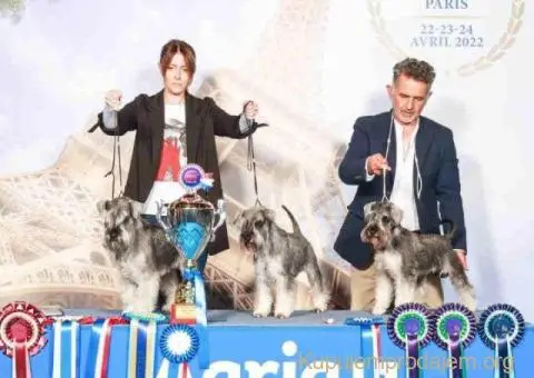 Patuljasti ŠNAUCERI biber so - 2/6