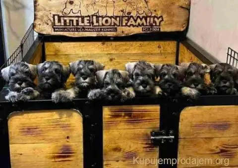 Patuljasti ŠNAUCERI biber so - 3/6