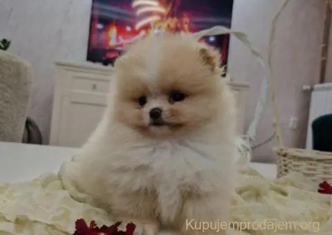 Pomeranci boo pravi medvedici - 1/10