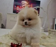 Pomeranci boo pravi medvedici