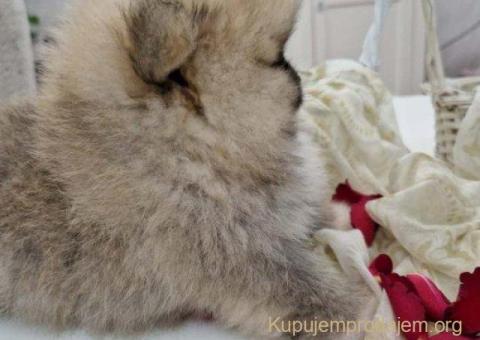 Pomeranci boo pravi medvedici - 2/10