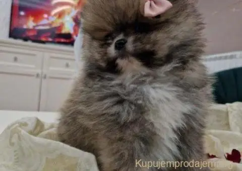 Pomeranci boo pravi medvedici - 3/10