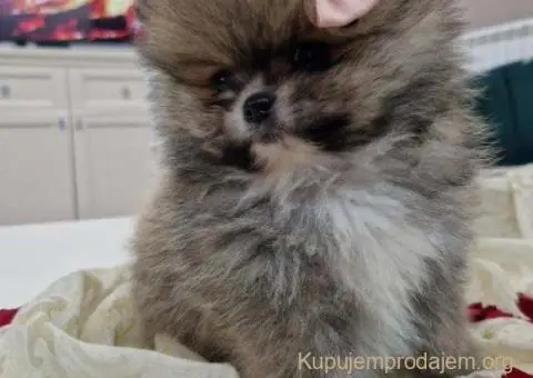 Pomeranci boo pravi medvedici - 4/10