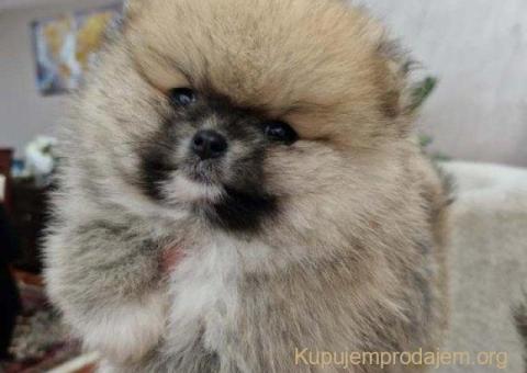 Pomeranci boo pravi medvedici - 5/10