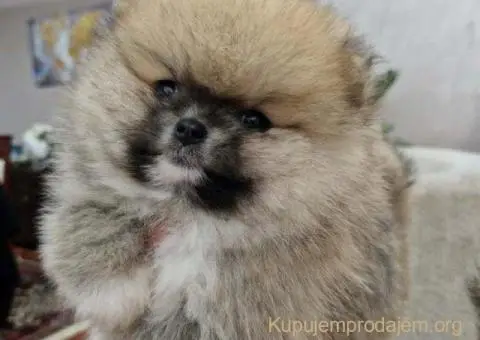 Pomeranci boo pravi medvedici - 5/10