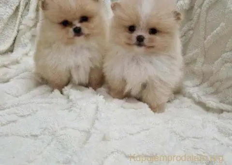 Pomeranci boo pravi medvedici - 6/10