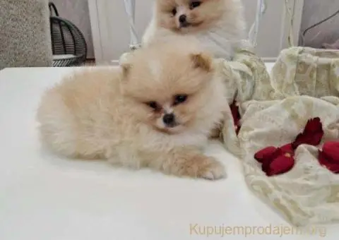 Pomeranci boo pravi medvedici - 7/10