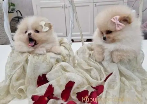 Pomeranci boo pravi medvedici - 8/10