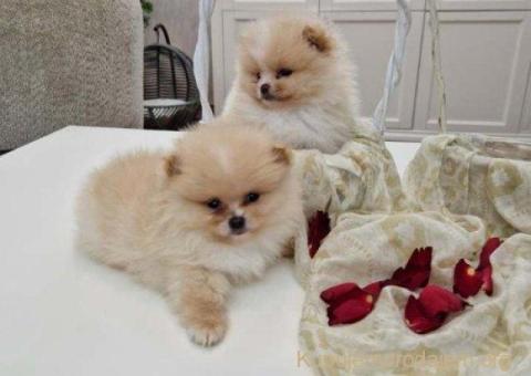 Pomeranci boo pravi medvedici - 9/10