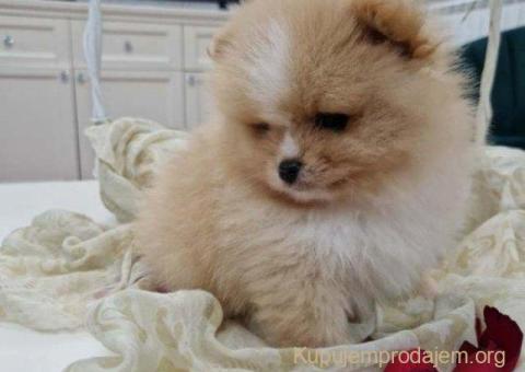 Pomeranci boo pravi medvedici - 10/10