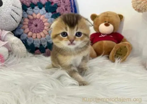 Skotski fold i straight mace - 1/5