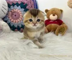 Skotski fold i straight mace