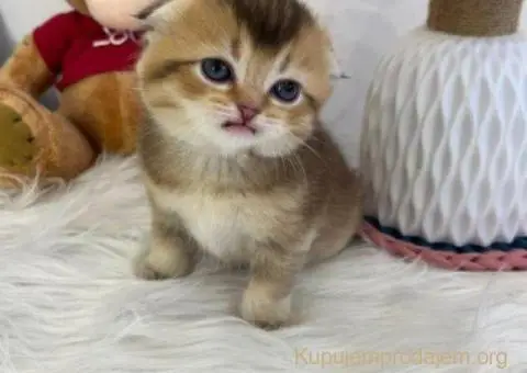 Skotski fold i straight mace - 2/5