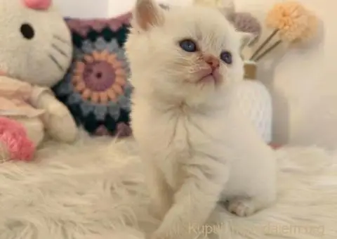 Skotski fold i straight mace - 3/5