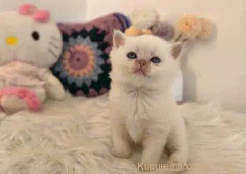 Skotski fold i straight mace - 4/5