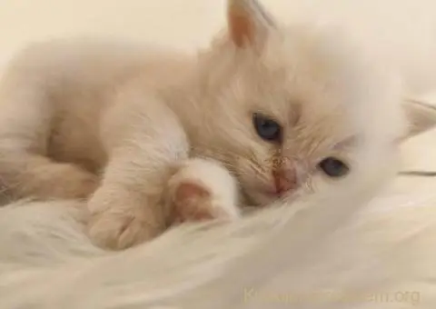 Skotski fold i straight mace - 5/5