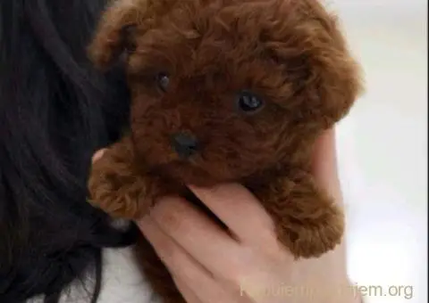 Najmanje pudle, od najlepsih roditelja u Evropi - 1/6