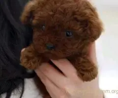 Najmanje pudle, od najlepsih roditelja u Evropi