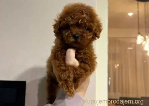 Najmanje pudle, od najlepsih roditelja u Evropi - 2/6