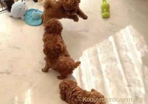 Najmanje pudle, od najlepsih roditelja u Evropi - 3/6