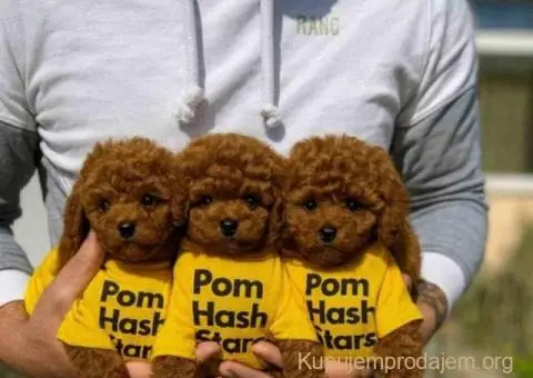 Najmanje pudle, od najlepsih roditelja u Evropi - 4/6