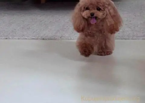 Najmanje pudle, od najlepsih roditelja u Evropi - 5/6