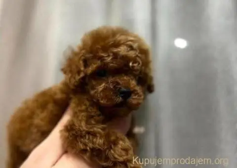 Najmanje pudle, od najlepsih roditelja u Evropi - 6/6