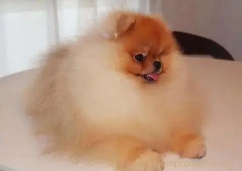 Najlepsi Pomeranci Boo - 1/6