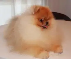 Najlepsi Pomeranci Boo