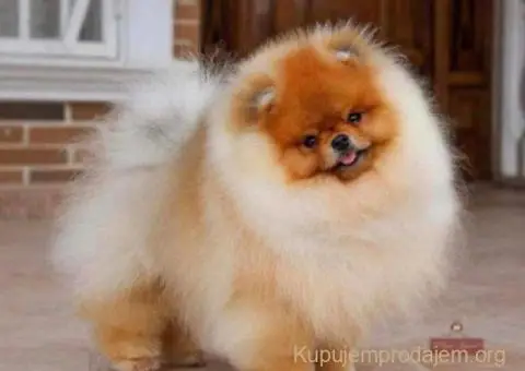 Najlepsi Pomeranci Boo - 2/6