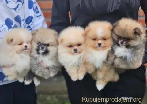 Najlepsi Pomeranci Boo - 3/6