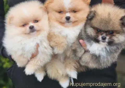 Najlepsi Pomeranci Boo - 4/6