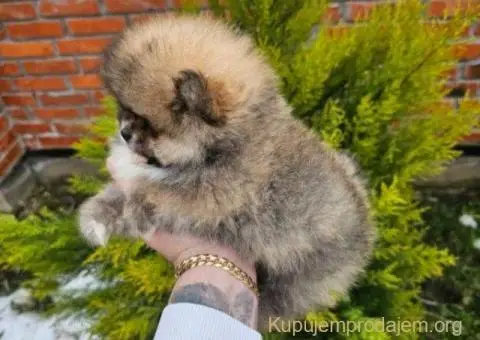 Najlepsi Pomeranci Boo - 5/6