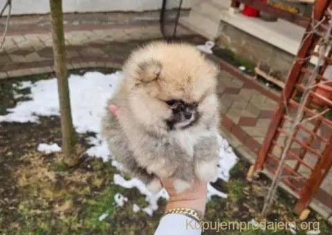 Najlepsi Pomeranci Boo - 6/6