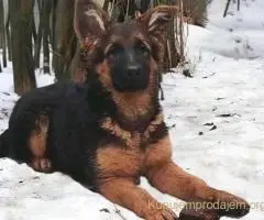 Nemački ovčar izvanredno štene Beograd