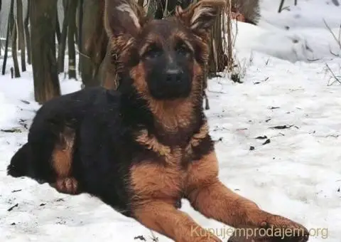 Nemački ovčar izvanredno štene Beograd - 2/2