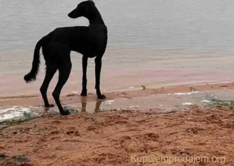 Saluki štenci, jedinstvena prilika - 1/10