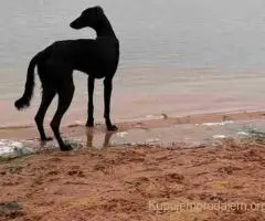 Saluki štenci, jedinstvena prilika