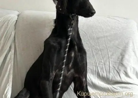 Saluki štenci, jedinstvena prilika - 2/10