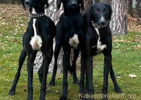 Saluki štenci, jedinstvena prilika - 3/10