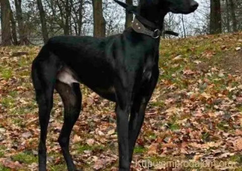 Saluki štenci, jedinstvena prilika - 4/10